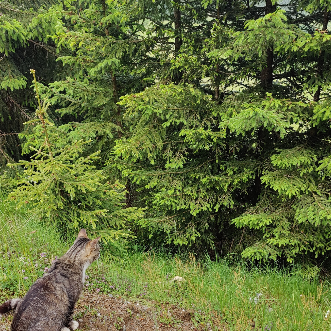 The cat sitting and watching the forest in Prokletije National Park Montenegro