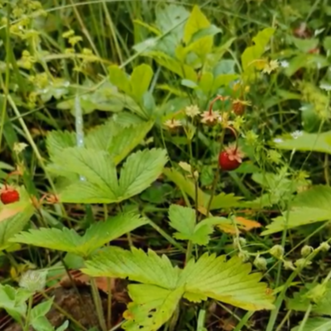 Red Wild Strawberries in the grass in Prokletije National Park found during hike near Plav Montenegro